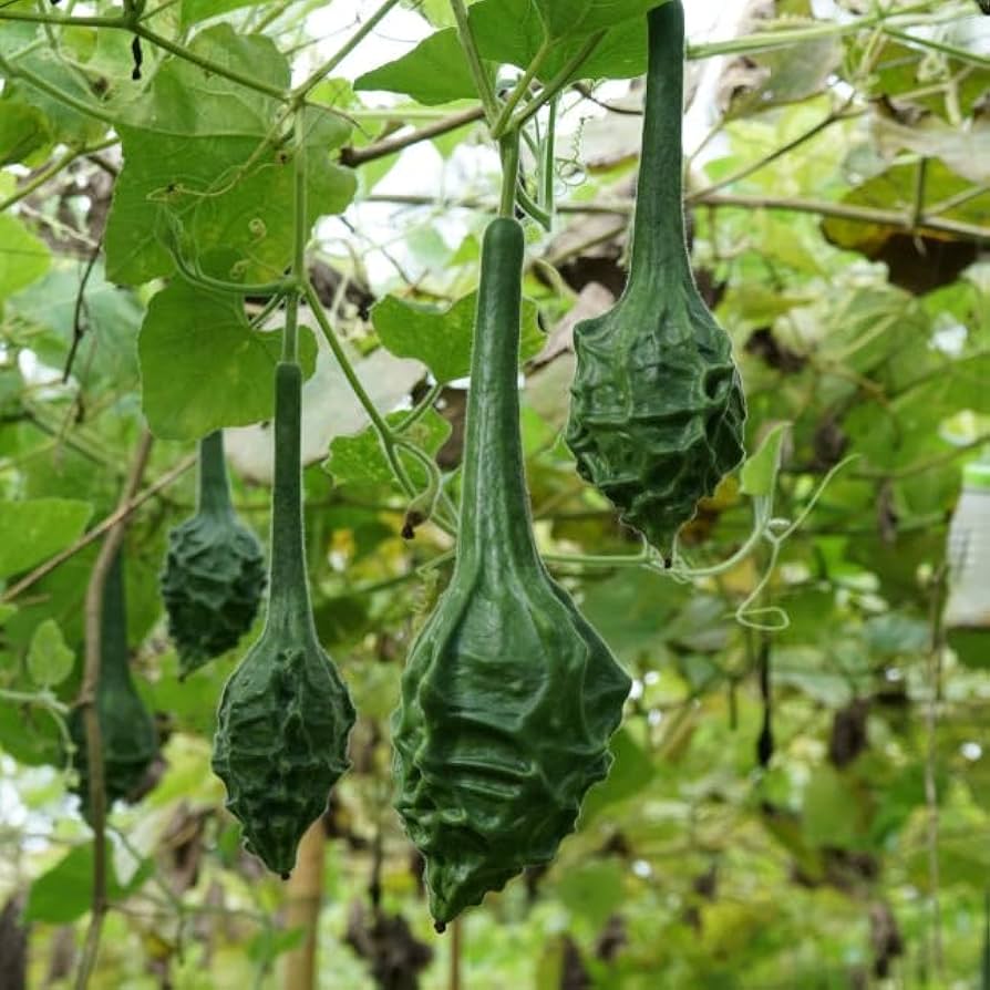 Velvet - Caveman for planting in home garden